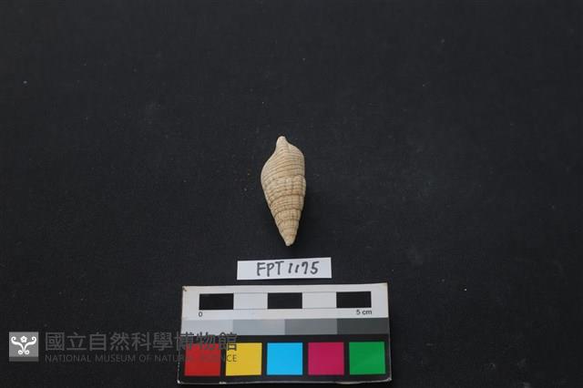 貝殼藏品圖，第2張