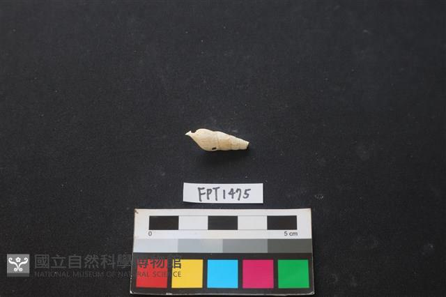 貝殼藏品圖，第2張