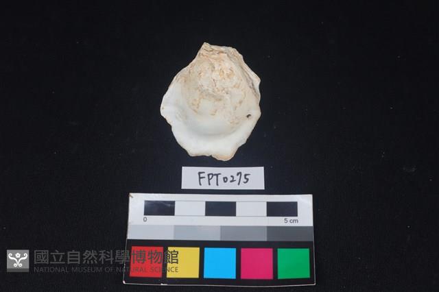 貝殼藏品圖，第2張