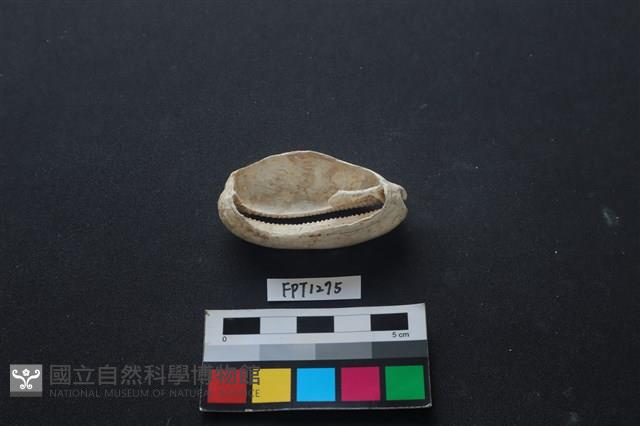貝殼藏品圖，第2張