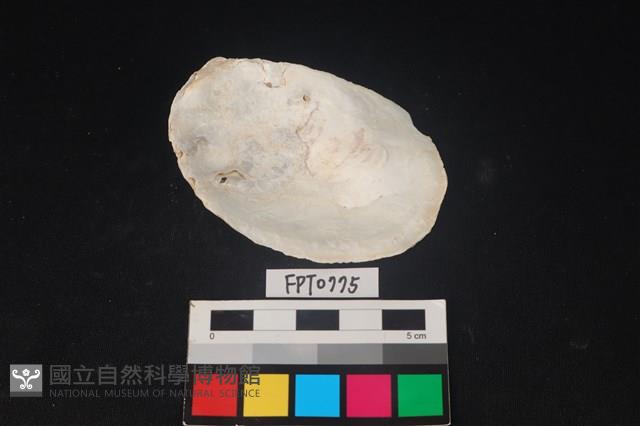 貝殼藏品圖，第2張