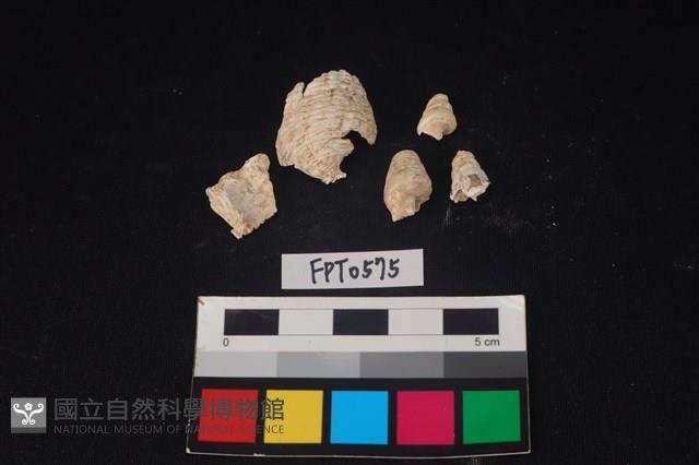 貝殼藏品圖，第2張