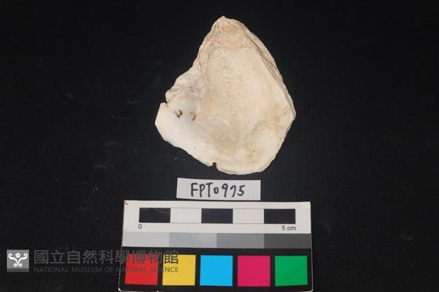 貝殼藏品圖，第2張