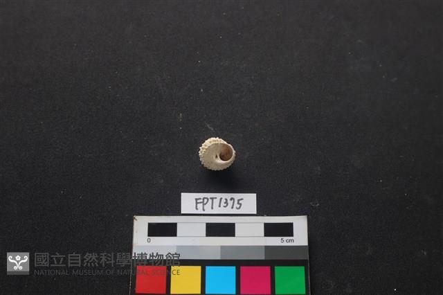貝殼藏品圖，第2張