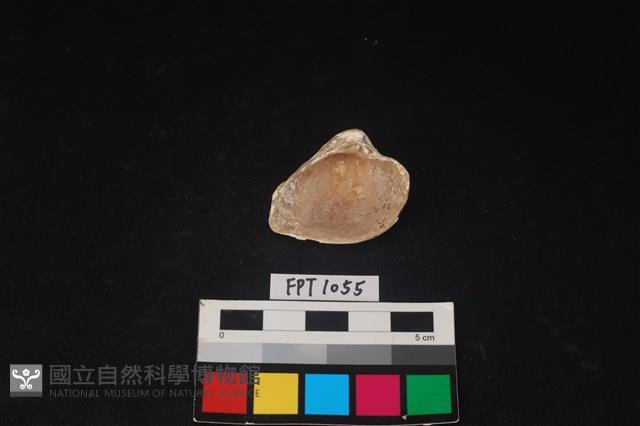 貝殼藏品圖，第2張