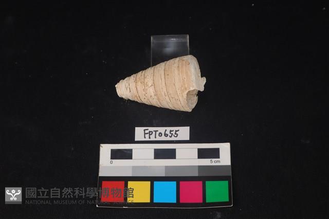 貝殼藏品圖，第2張