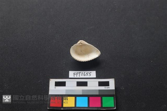 貝殼藏品圖，第2張