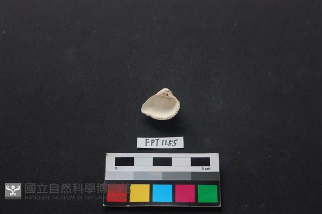 貝殼藏品圖，第2張