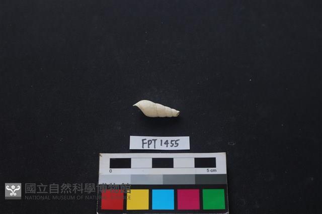 貝殼藏品圖，第2張