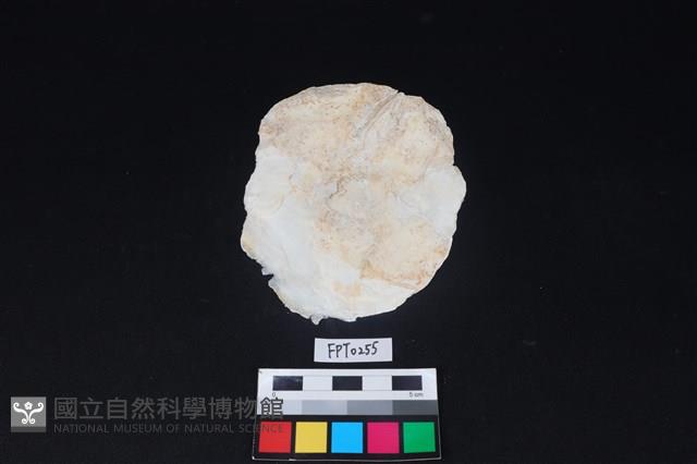 貝殼藏品圖，第2張