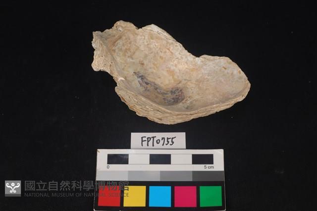 貝殼藏品圖，第2張