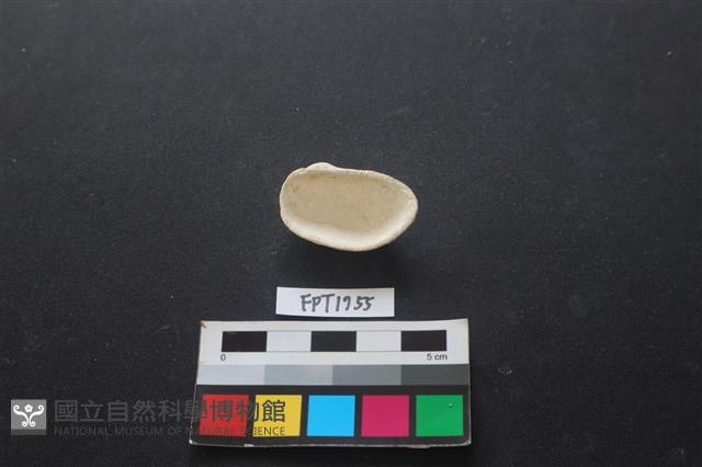貝殼藏品圖，第2張