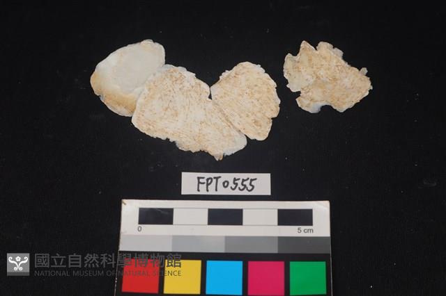 貝殼藏品圖，第2張