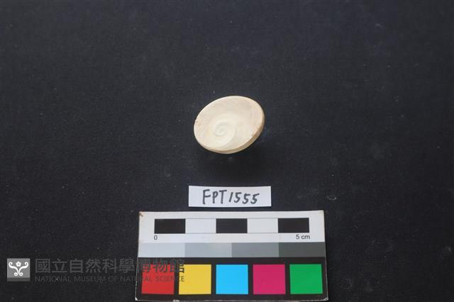 貝殼藏品圖，第2張