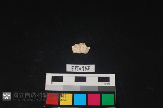 貝殼藏品圖，第2張