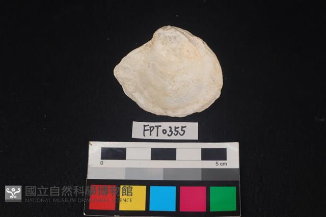 貝殼藏品圖，第2張