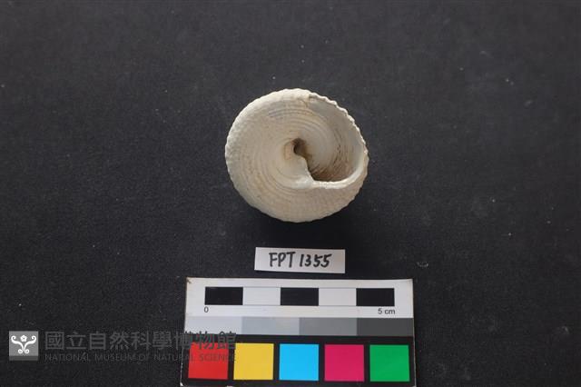 貝殼藏品圖，第2張