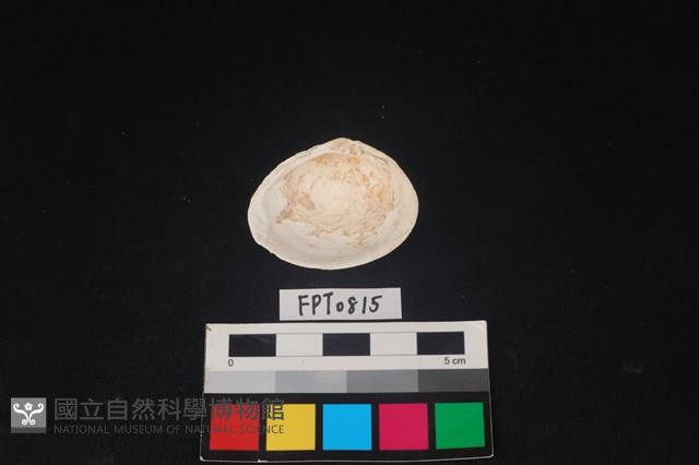 貝殼藏品圖，第2張