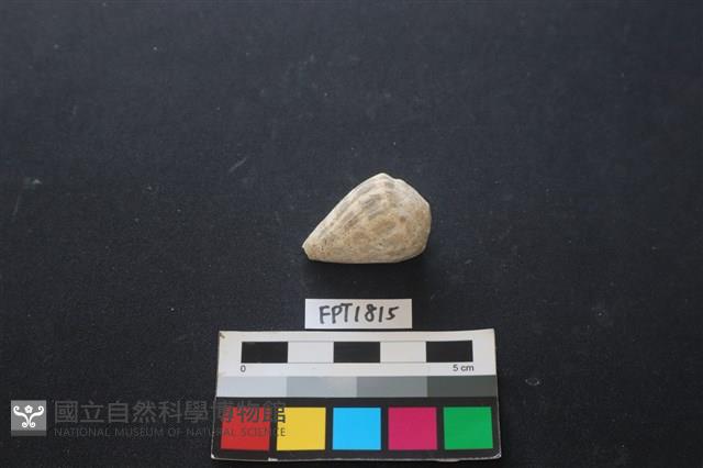 貝殼藏品圖，第2張