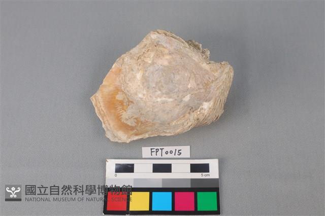 貝殼藏品圖，第2張