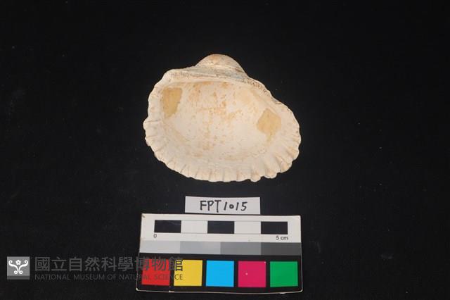 貝殼藏品圖，第2張