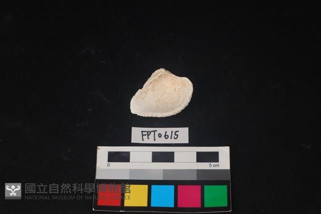 貝殼藏品圖，第2張
