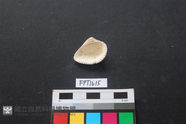 貝殼藏品圖，第2張