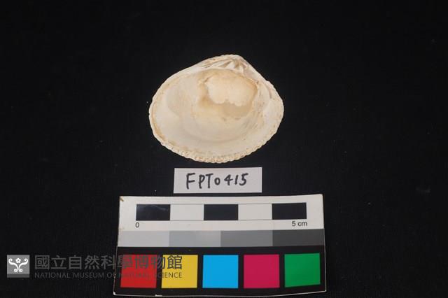 貝殼藏品圖，第2張