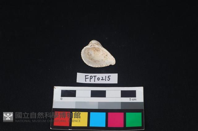 貝殼藏品圖，第2張