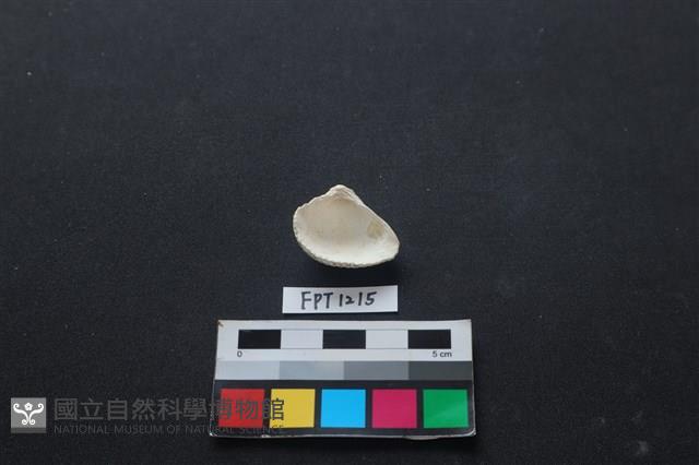 貝殼藏品圖，第2張