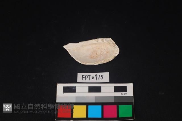 貝殼藏品圖，第2張