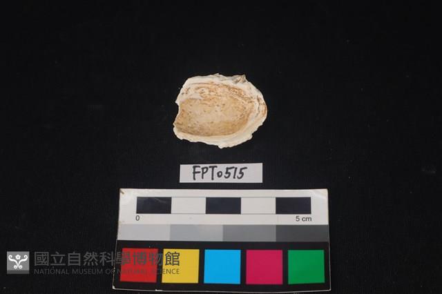 貝殼藏品圖，第2張