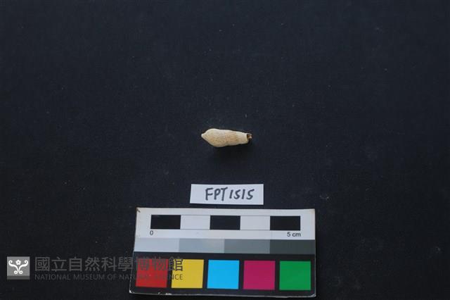 貝殼藏品圖，第2張