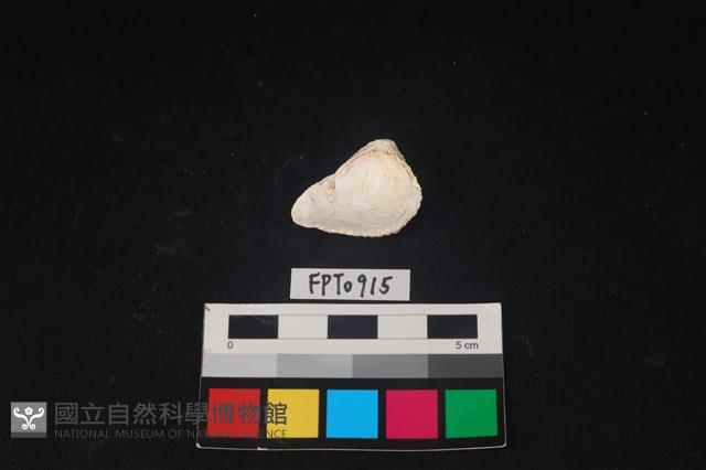 貝殼藏品圖，第2張