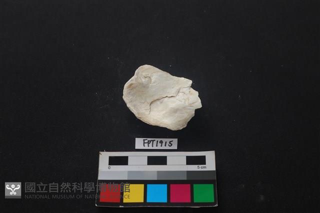 貝殼藏品圖，第2張