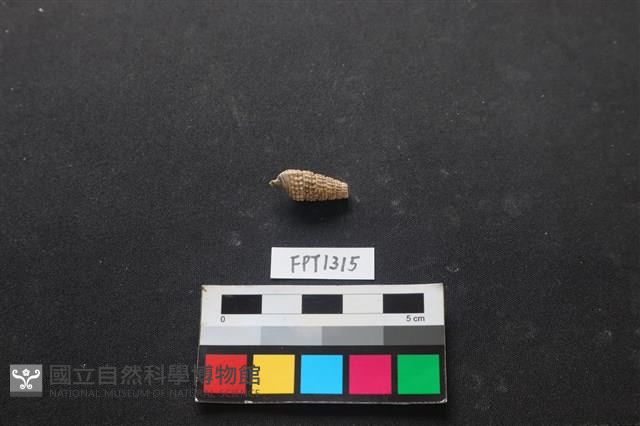 貝殼藏品圖，第2張