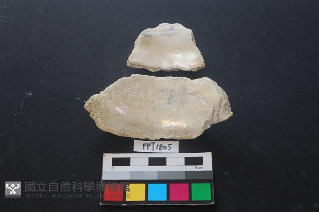貝殼藏品圖，第2張
