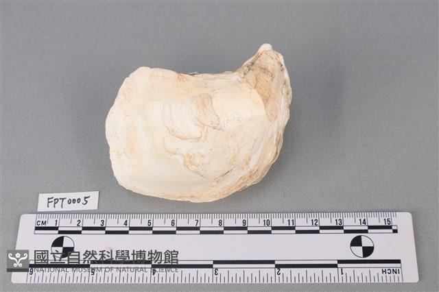 貝殼藏品圖，第2張