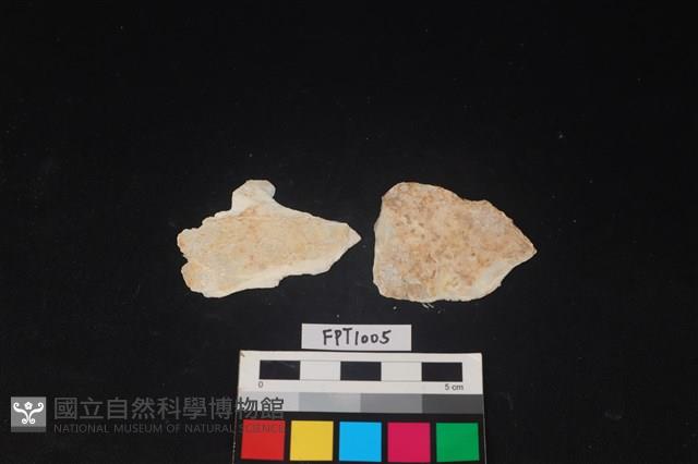 貝殼藏品圖，第2張