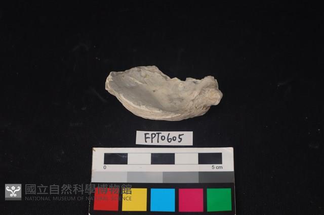 貝殼藏品圖，第2張