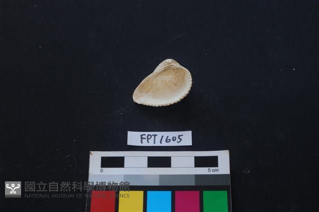 貝殼藏品圖，第2張