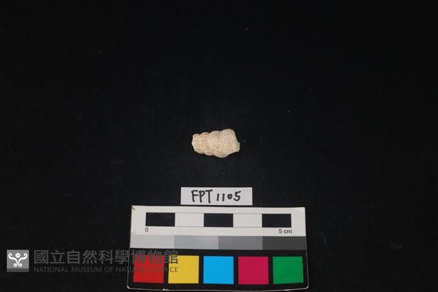 貝殼藏品圖，第2張