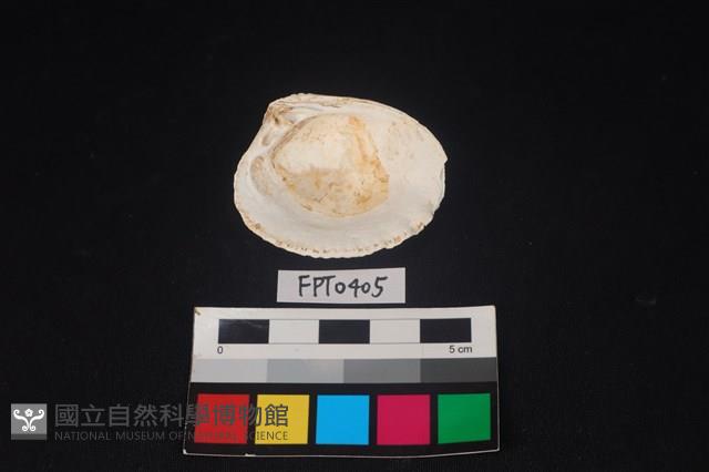 貝殼藏品圖，第2張