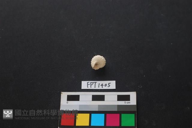 貝殼藏品圖，第2張