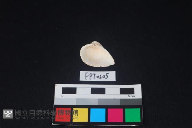 貝殼藏品圖，第2張