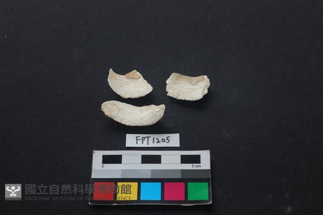 貝殼藏品圖，第2張