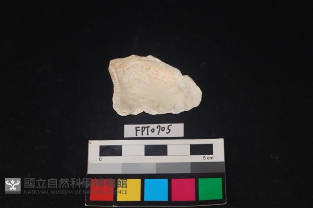 貝殼藏品圖，第2張