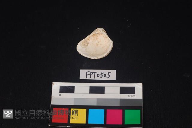 貝殼藏品圖，第2張