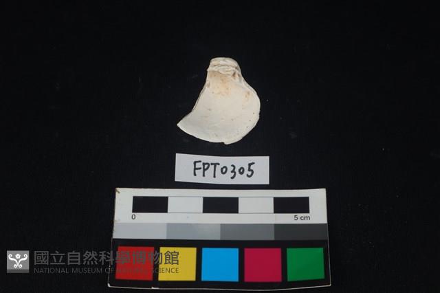 貝殼藏品圖，第2張