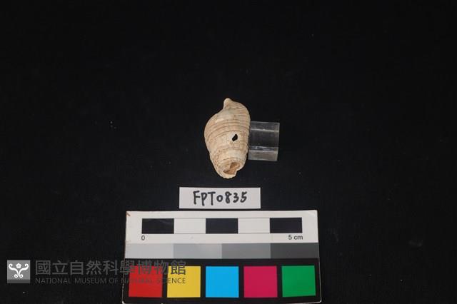 貝殼藏品圖，第2張